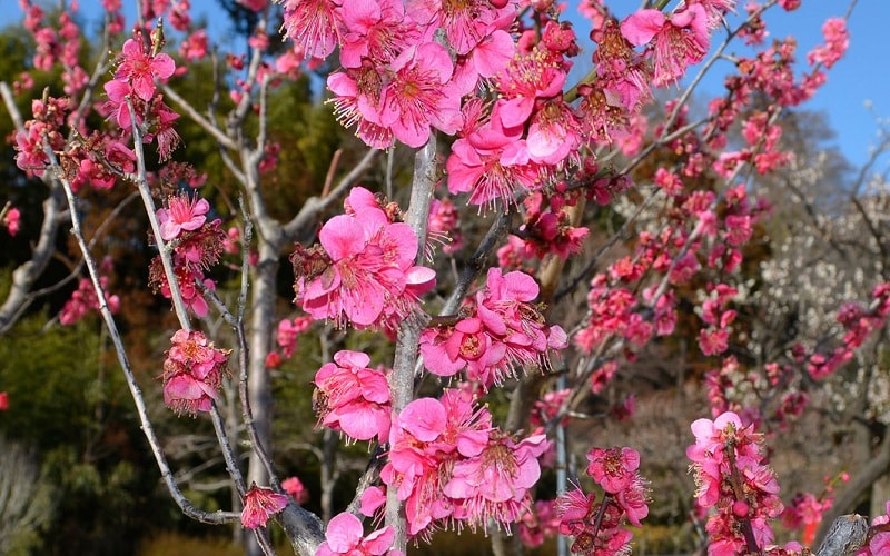 Một số giống hoa nở đầu mùa như Yaekanko